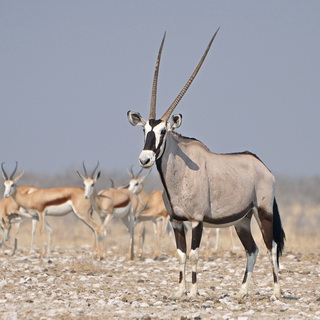 Etosha - Nebrownii - Oryx